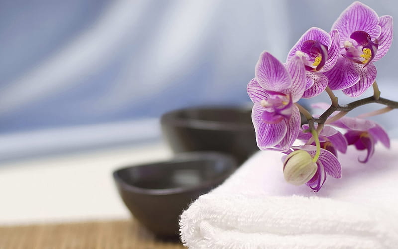 feng shui, desenho, bonito, purple, orchid, flower, beauty, color, violet, HD wallpaper