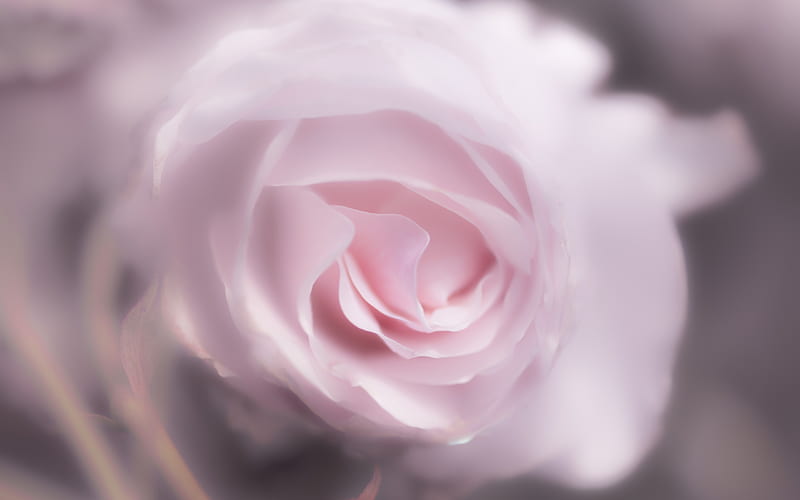 Pink rose, rosebud, pink flower, roses, blur, HD wallpaper