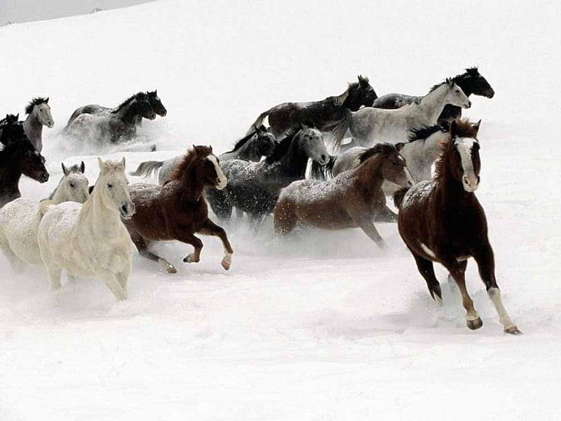 Wild Horses fantastic, black-white, horses, winter, cold, snow, nature, white, landscape, animals, HD wallpaper