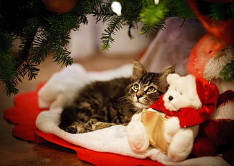 Christmas kitten, craciun, toy, cat, kitten, teddy bear, animal, red,  christmas, HD wallpaper | Peakpx