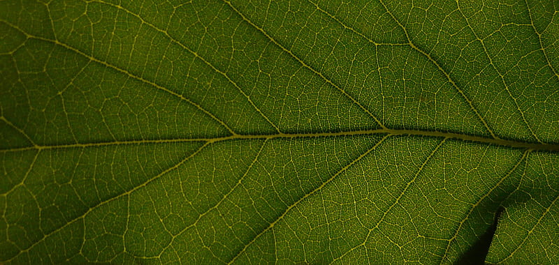 Oak leaf and veins., forestry, etc, leaf, tree, green, necros89, veins, green world, nature, oak, pc, HD wallpaper