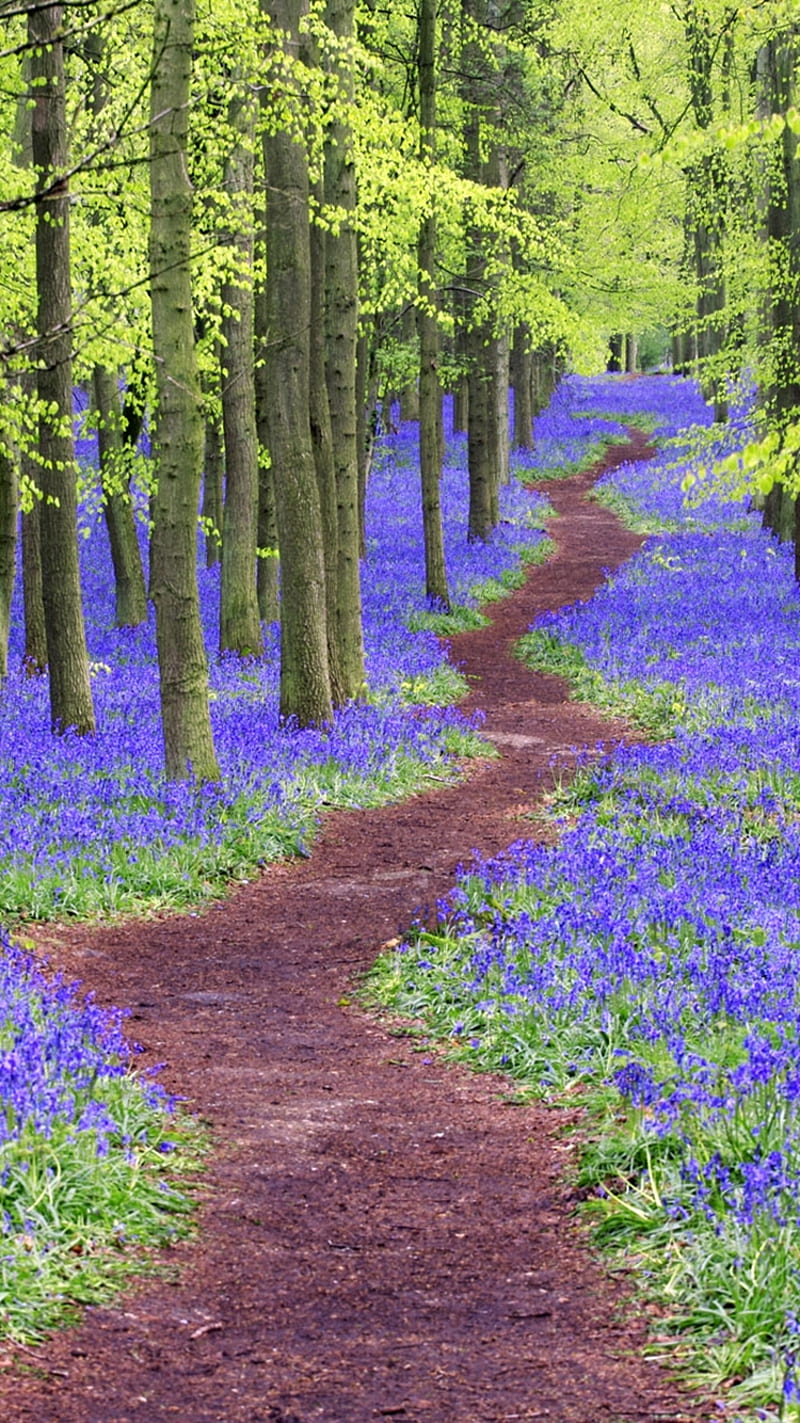 Grove of violetet, flowers, grove, woods, HD phone wallpaper