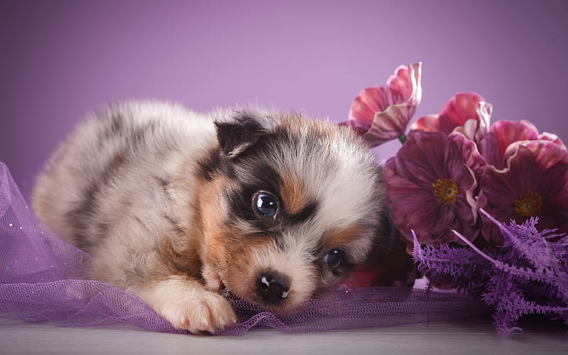 small gray fluffy puppy, australian shepherd dog, small dog, flowers, pets, dogs, Aussies, HD wallpaper
