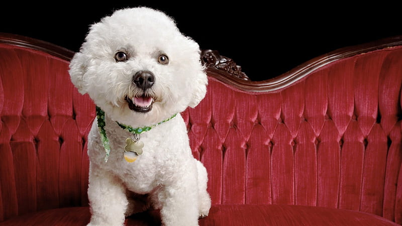 Bichon, cute, loyal, puppy, dog, animal, HD wallpaper