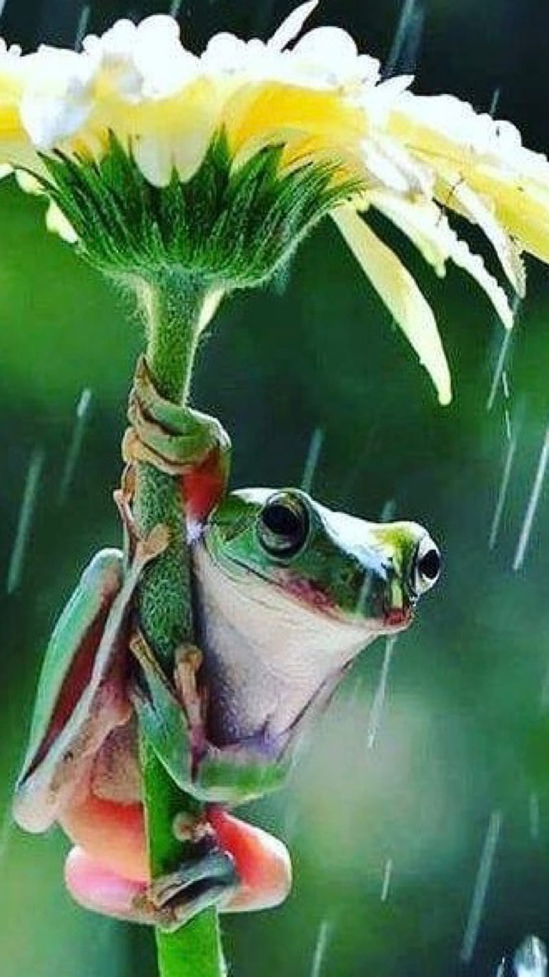Umbrella, frog, leaf, HD phone wallpaper