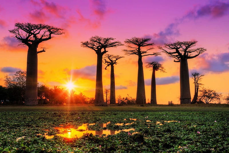 Madagascar, Earth, Trees, Sky, Sun, Baobab, HD wallpaper