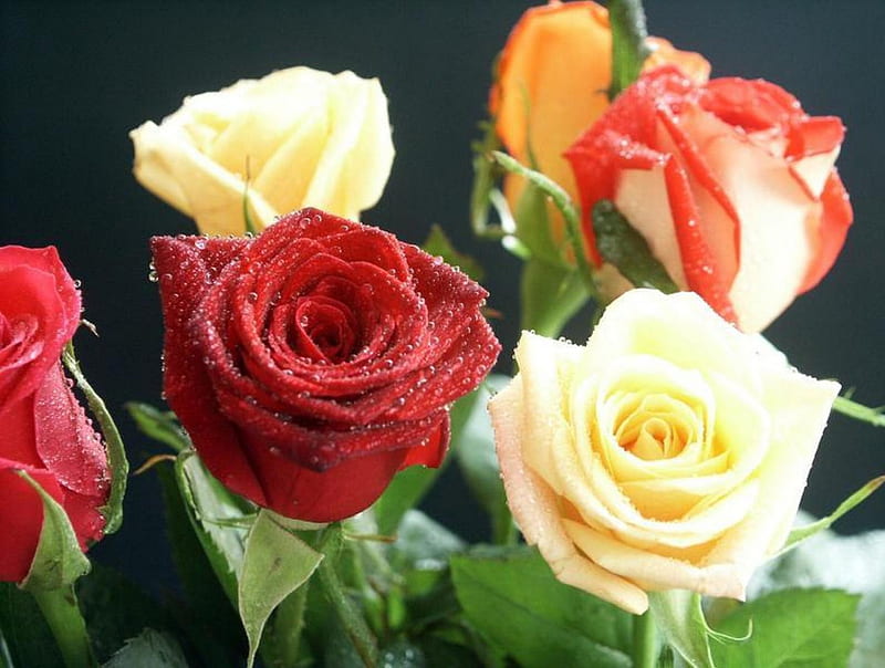 Beautiful roses, wet, water drops, flowers, beauty, roses, HD wallpaper ...