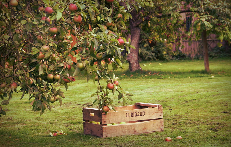 Apple Tree Photos Download The BEST Free Apple Tree Stock Photos  HD  Images