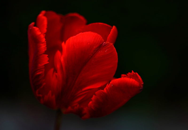 Beautiful red tulip, black, red, spring, tulip, HD wallpaper