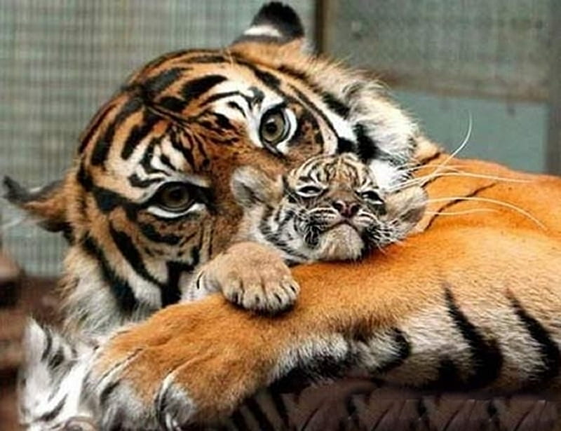 Mother and Baby Tiger, protecting, beauitful, tigers, mother, sleeping,  cats, HD wallpaper | Peakpx