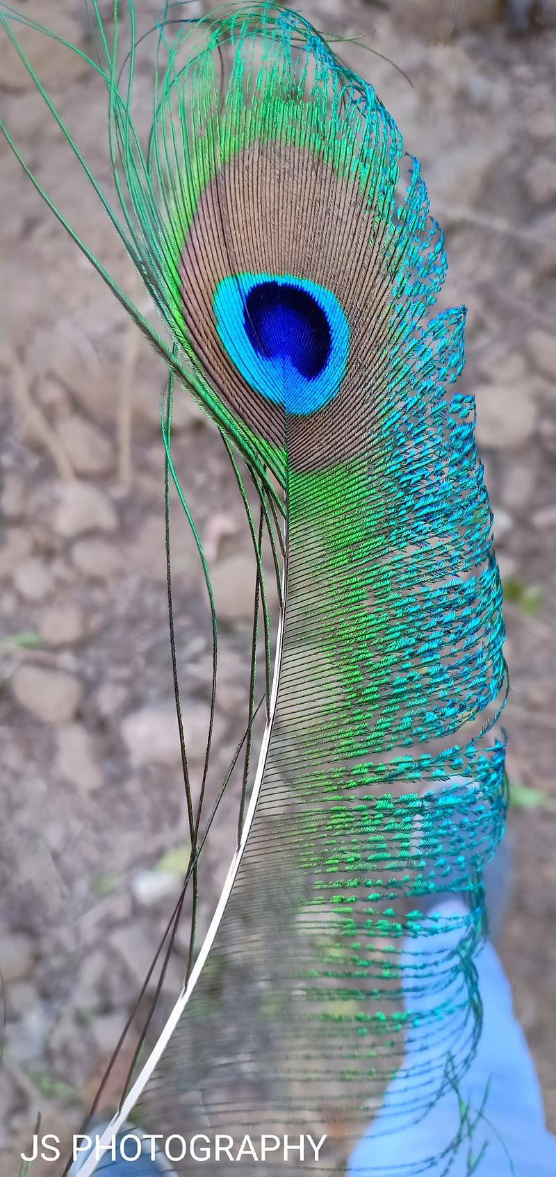 Feather Birds Peacock Hd Phone Wallpaper Peakpx 5446