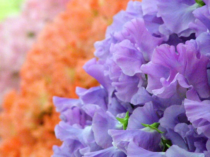 Pastel Sweetpea flowers, flowers, pastel, sweet peas, HD wallpaper
