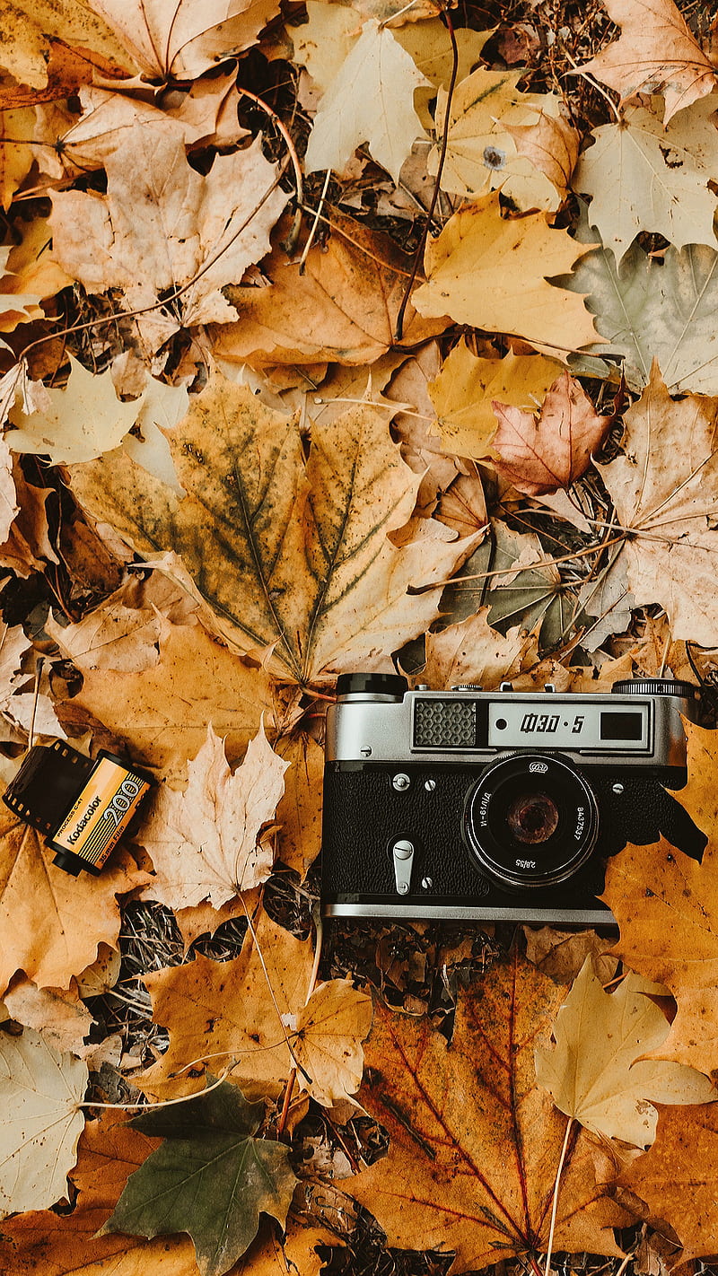 Old camera, fall, leaves, autumn, film, HD phone wallpaper