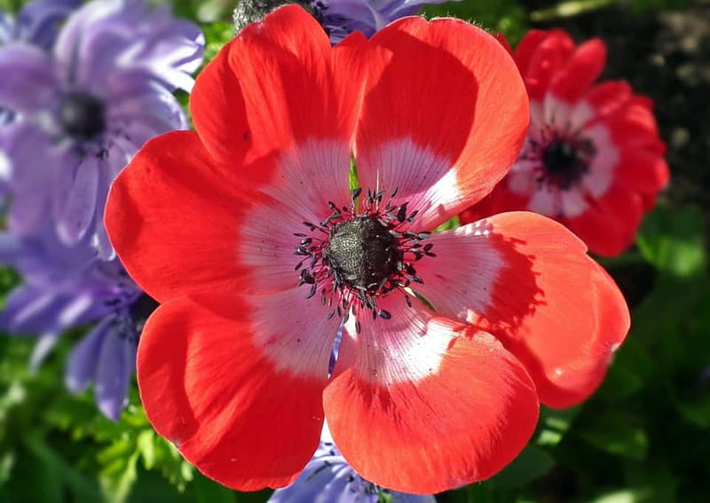 Red anemones, macro, anemone, red, pretty, bright, flowers, HD wallpaper
