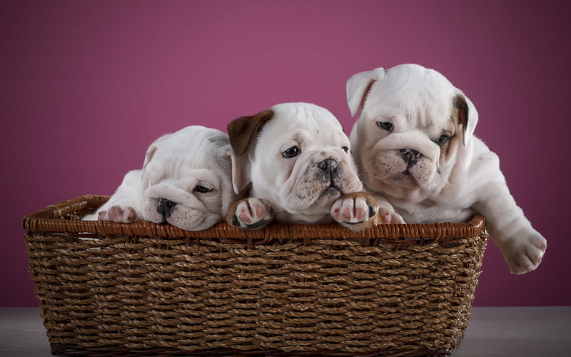 English Bulldogs, small white puppies, pets, basket, three small dogs, dog breeds, HD wallpaper