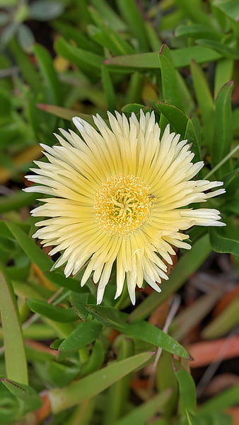 HD hottentot wallpapers | Peakpx