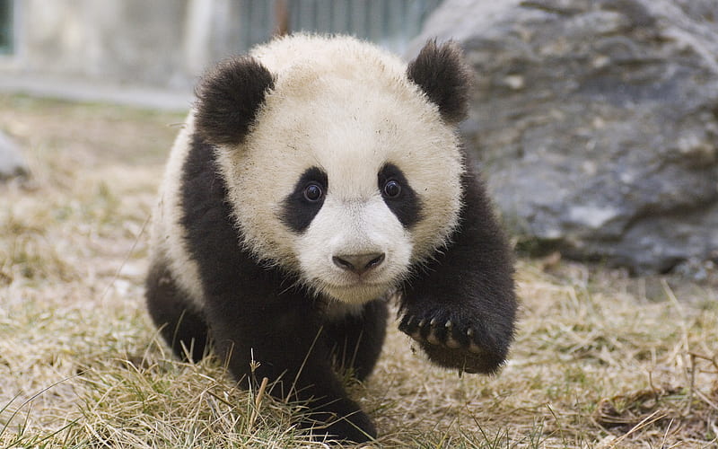 little panda, cute animals, bear cub, panda, china, panda cub, HD wallpaper