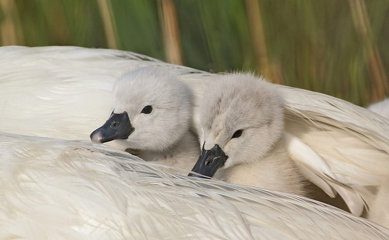 Baby swans, cute, feather, white, wing, baby, swans, HD wallpaper
