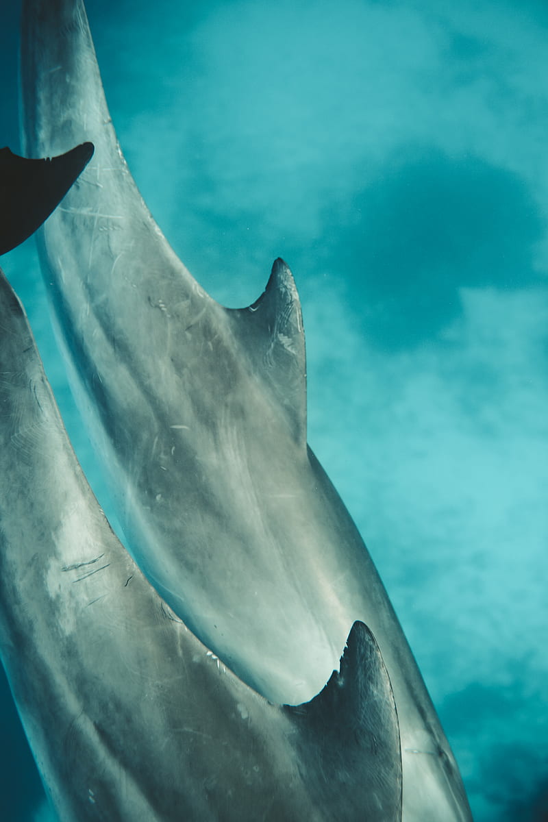 Gray Shark Under Blue Water, HD phone wallpaper