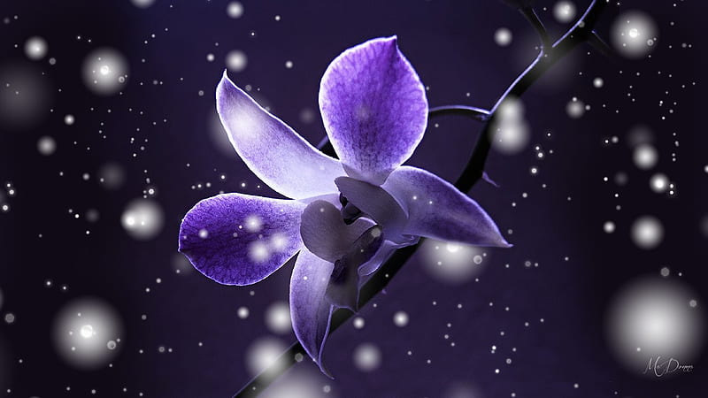 Orchid Lights, exotic, glow, orchid, flowers, shine, lights, floral, HD wallpaper