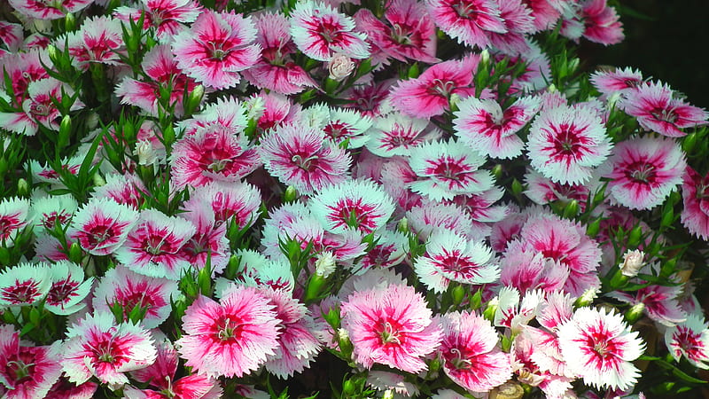 Beautiful Pink White Dianthus Bud Flowers Flowers, HD wallpaper