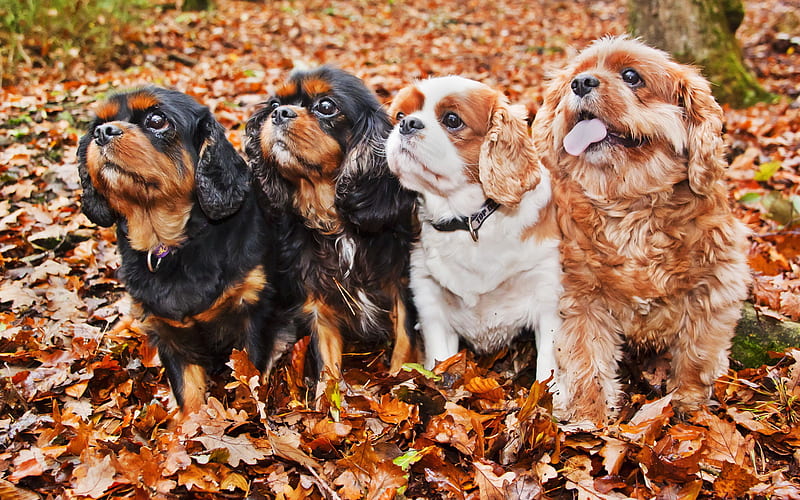 Cavalier King Charles Spaniel, autumn, puppies, pets, cute animals, close-up, R, dogs, Cavalier King Charles Spaniel Dog, HD wallpaper