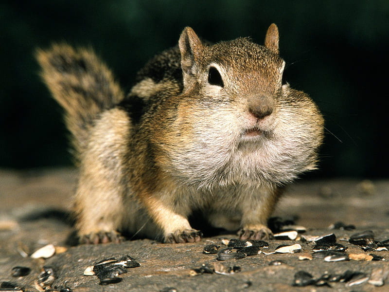 Chipmunk with Full cheeks, chipmunk, cute, sciuridae, rodentia, squirrels, HD wallpaper