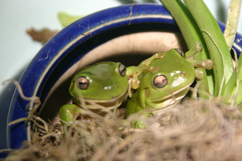 frog love, frogs, green tree frogs, couple, HD wallpaper