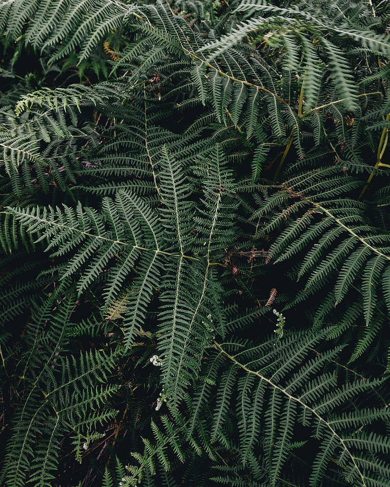fern, leaves, green, plant, nature, HD phone wallpaper