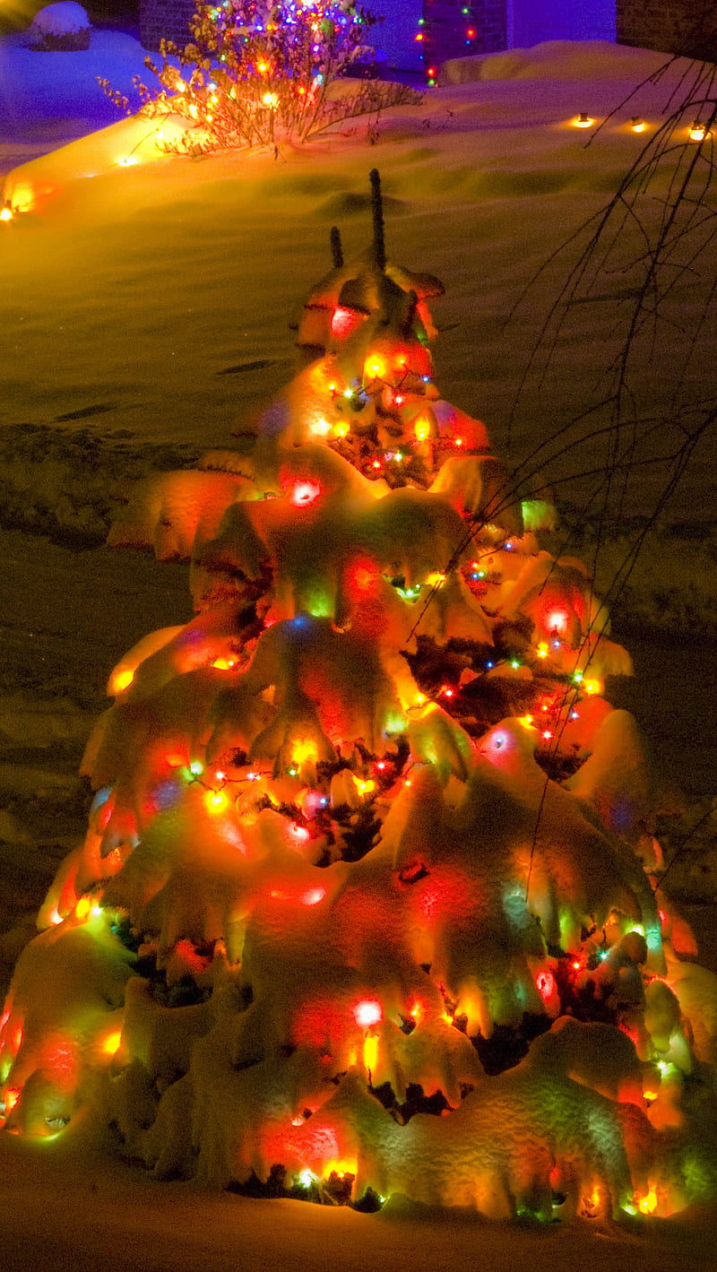 Christmas Night Snow, lights, outdoor, tree, winter, HD phone wallpaper ...
