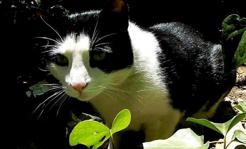 Cat-Fatso's Antics, cute, black and white cat, pets, cat, cats, tuxedo cat, HD wallpaper