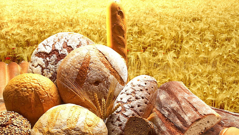 Harvest Wheat, fall, autumn, harvest, buns, wheat, bread, bake, gluten, gold, field, HD wallpaper