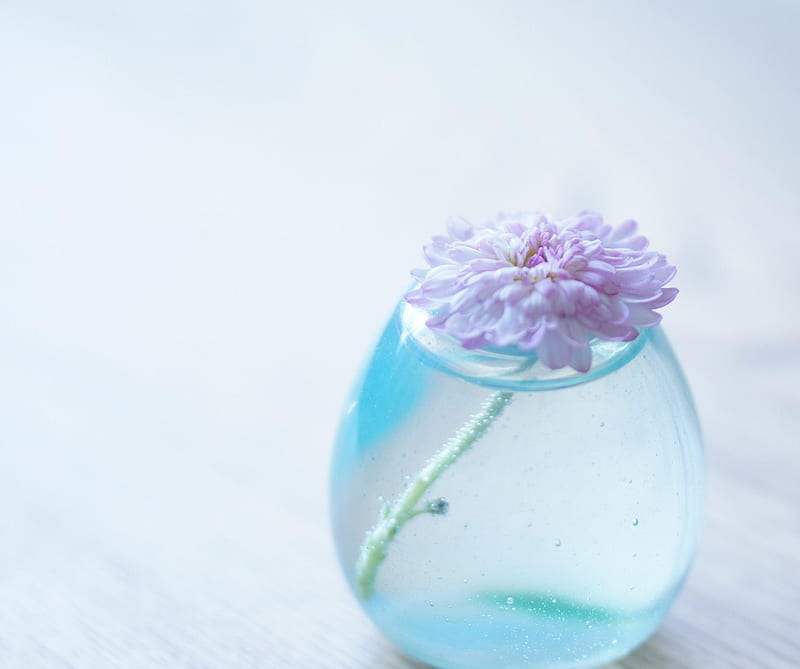 Water and flower, glass, table, vase, HD wallpaper