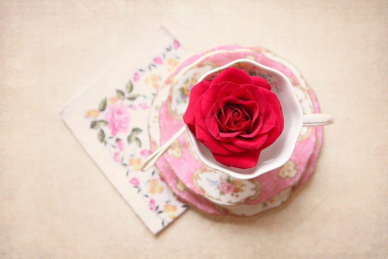roses teacup, red, still life, rose, teacup, HD wallpaper