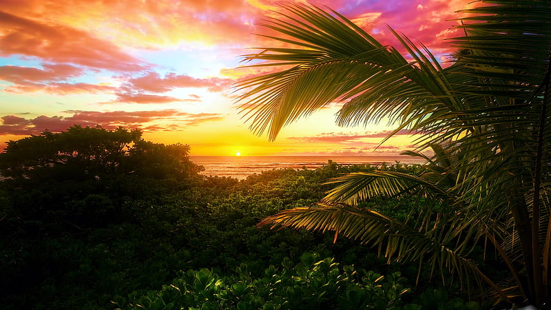 Sippin' on an Aloha Sunset in Oahu, Hawaii, beach, sea, palm tree, colors, clouds, sky, usa, HD wallpaper
