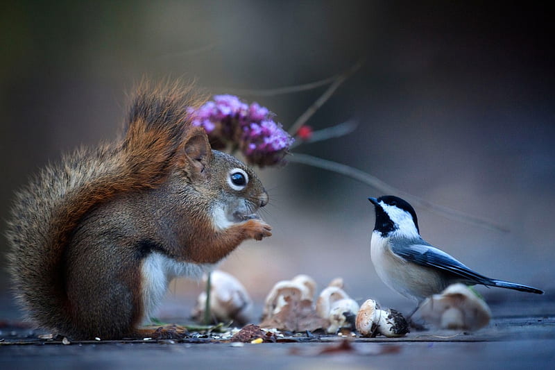 HD funny squirrel wallpapers | Peakpx