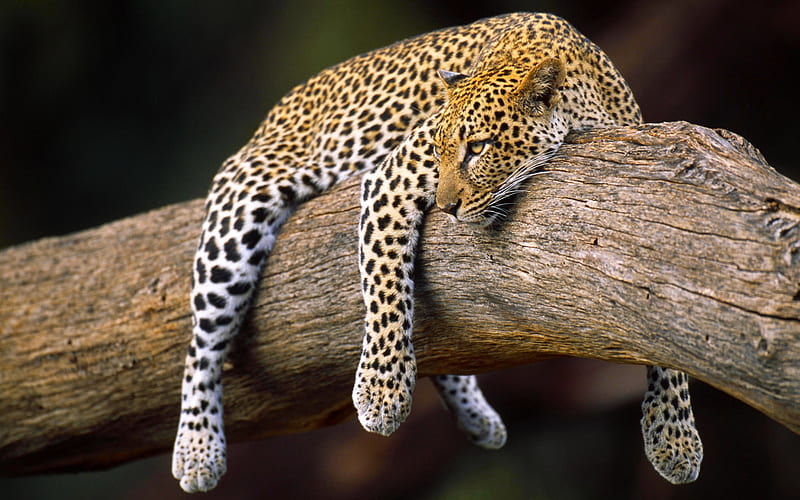 Download free HD wallpaper from above link! #leopard #tree #laying