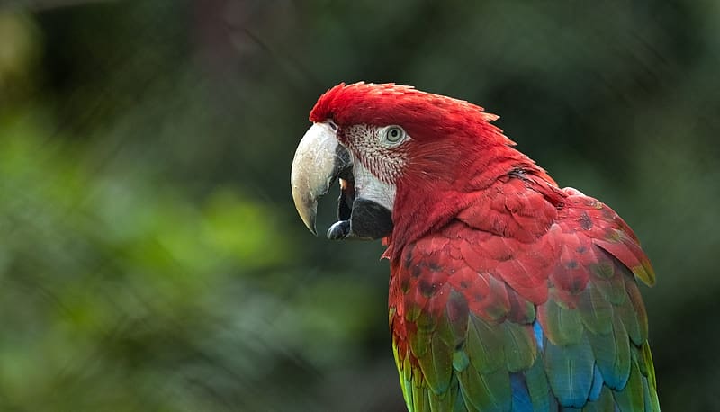 Red and Green Macaw, ornithology, red and green, macaw, bird, HD wallpaper
