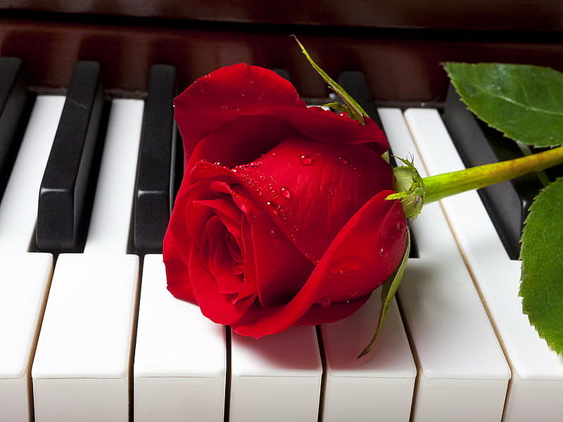 Red beauty, red, pretty, keys, lovely, rose, music, melody, piano, nice, song, beauty, soul, piano keys, HD wallpaper