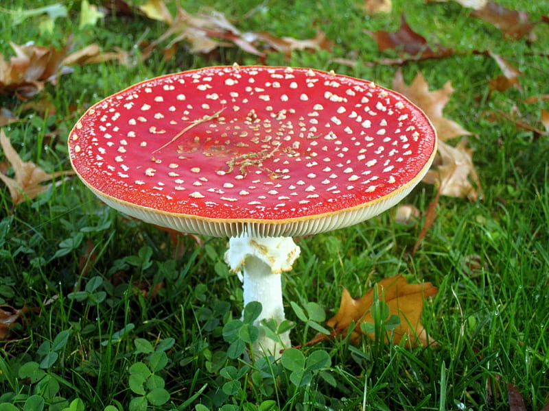 Don't eat this one.., red, autumn, green, clover, mushroom, nature, whte, poison, HD wallpaper