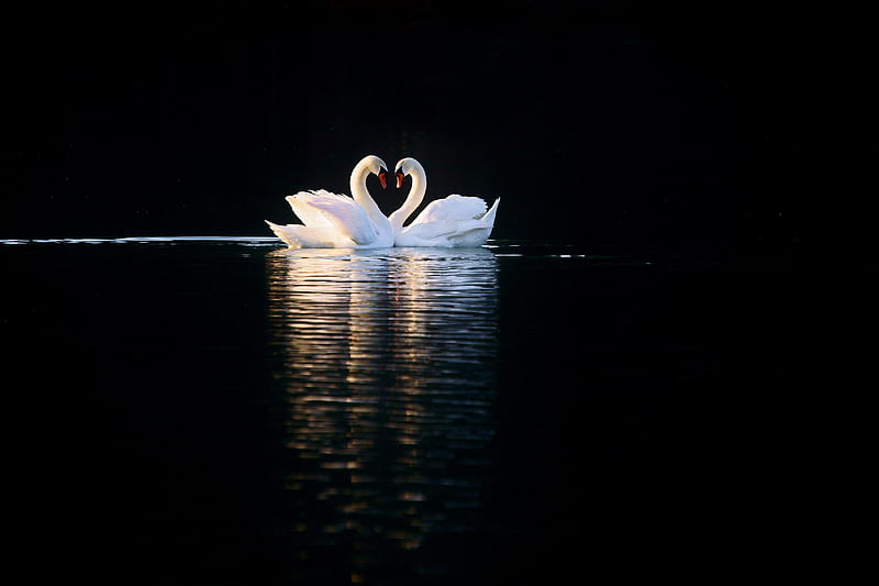 A serene image of a swan, its elegant neck and pure white feathers  reflected in the still waters of a lake
