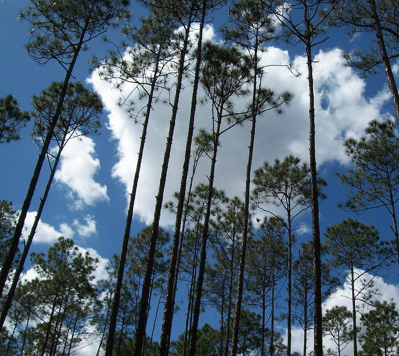 St Francis TRail, blue, clouds, florida, hiking, pines, sky, st francis, trees, HD wallpaper