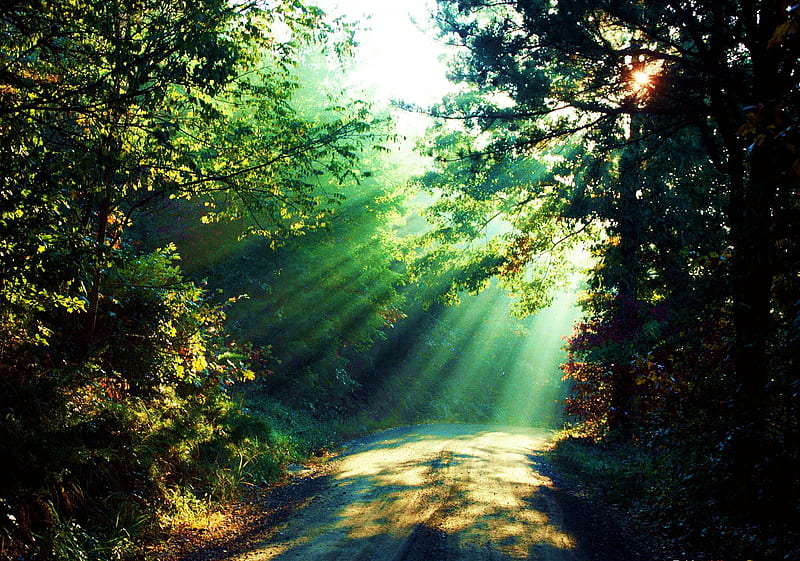 Light looking for me, forest, green, sunlight, nature, trees, HD wallpaper