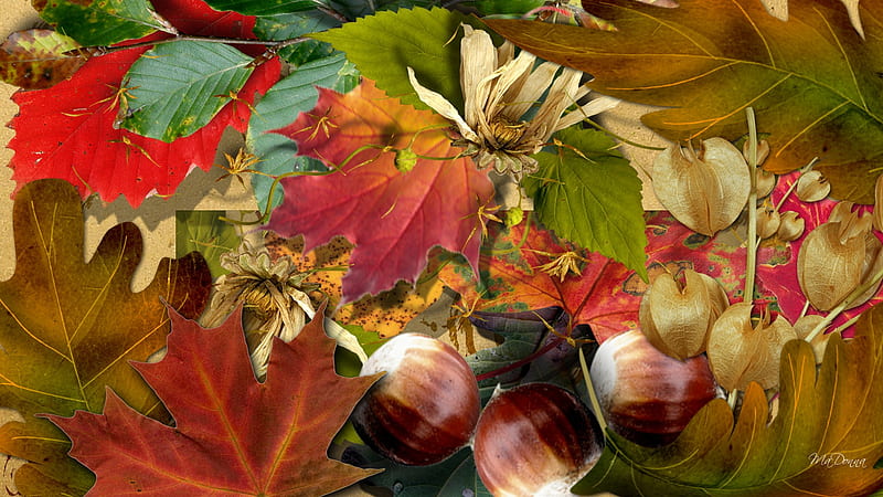 Many Colors of Fall, nuts, fall, autumn, leaves, bright, pods, firefox persona, dried flowers, HD wallpaper
