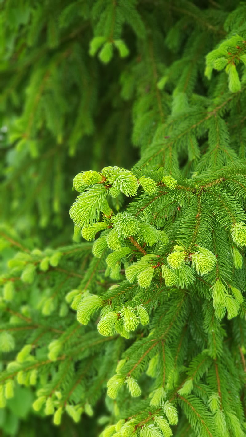 spruce buds, green, HD phone wallpaper