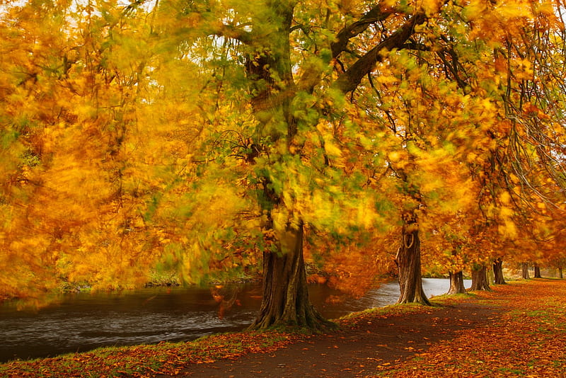 Autumn, fall, leaves, autumn splendor, path, nature, walk, river, road ...