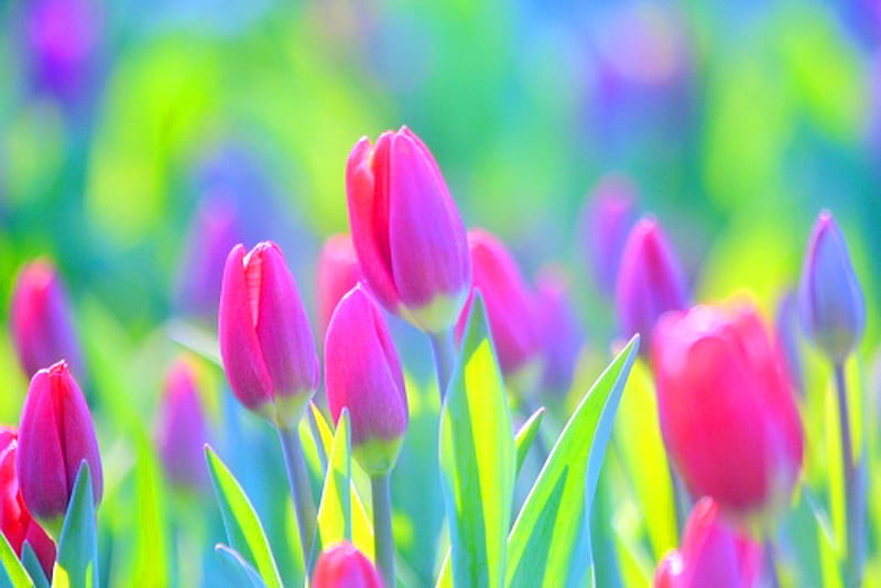 Bright and beautiful, green, sunlight, bright, color, tulips, pink, HD ...