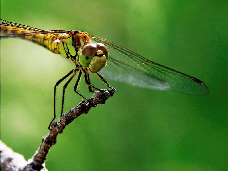 Dragonfly, twig, greenery, HD wallpaper | Peakpx