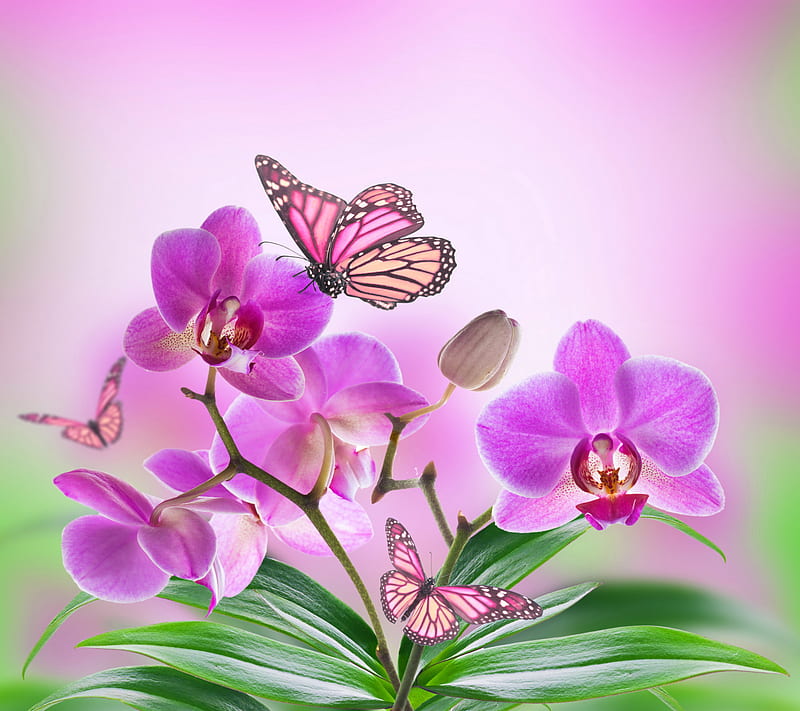 Orchids, bonito, butterflies, flowers, pink, HD wallpaper