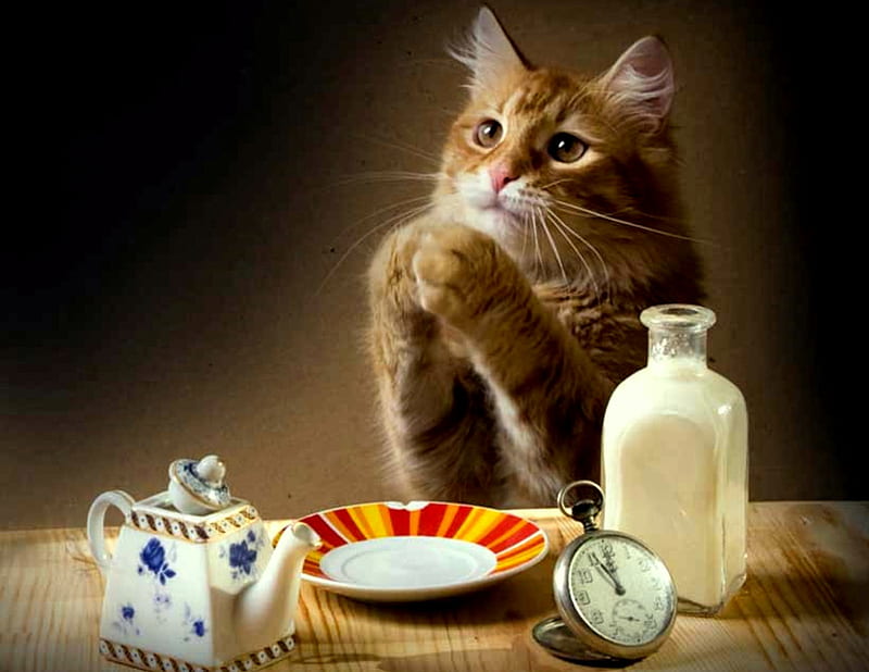 Please...., table, teapot, stop watch, milk bottle, orange tabby cat, plate, cat, HD wallpaper